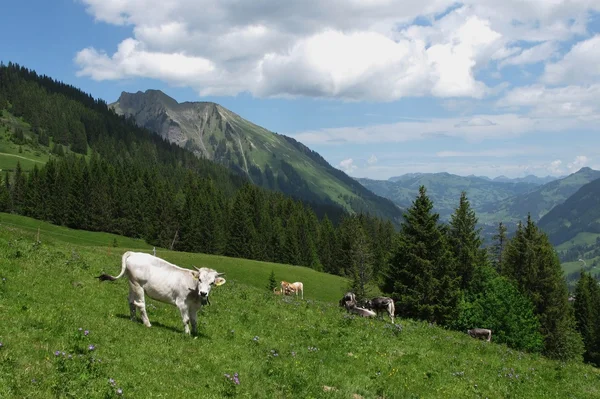 Young cows on a mountain meadow near Gstaad — Stock Photo, Image