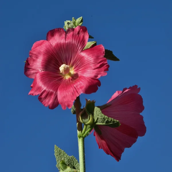 Grisen rosa Stockros blommor — Stockfoto