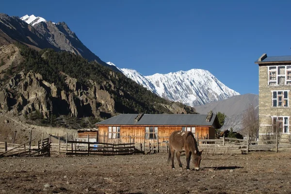 Mulet de pâturage à Manang, vue lointaine du pic Tilicho — Photo