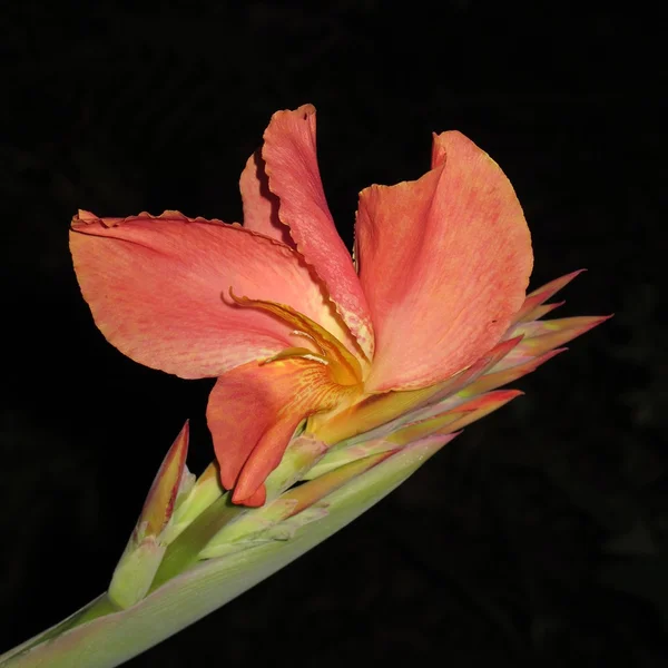 Helder gekleurde canna bloem — Stockfoto