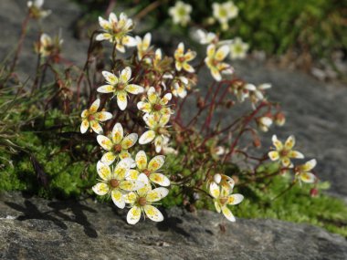 Küçük saxifrage çiçekler