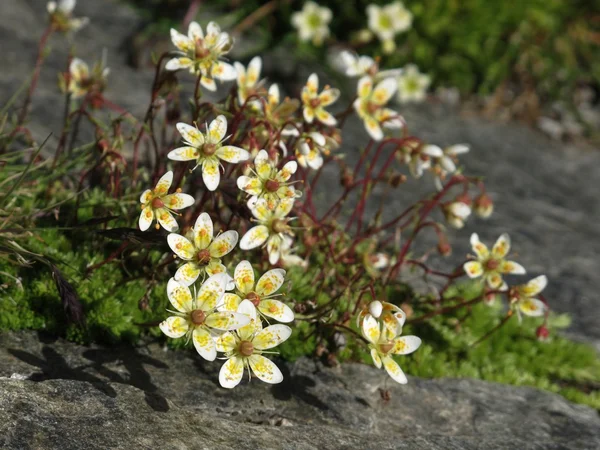 Pequeñas flores de saxifraje — Foto de Stock