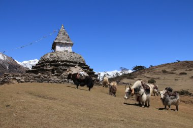 Tibet sığırı sürüsü taşıma mal ve stupa