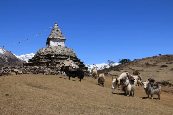 Yak herd carrying goods and stupa — Stock Photo, Image