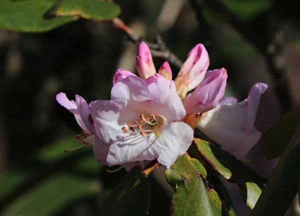 Roz rododendron floare — Fotografie, imagine de stoc