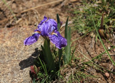 Mor Iris Everest bölgede fotoğrafı