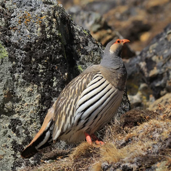 stock image Tibetan Snowcock, bird living in high altitude