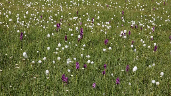 紫の蘭の花と緑の草原 — ストック写真