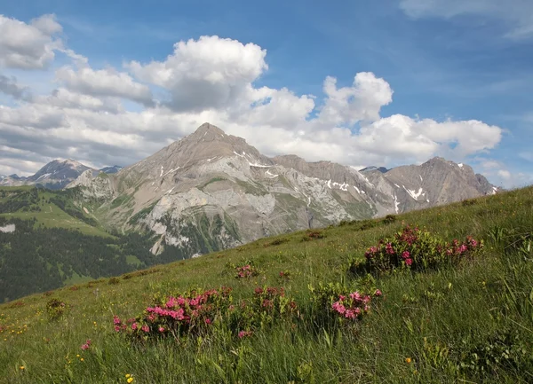 山名为 Spitzhorn 和 Alpenrosen — 图库照片