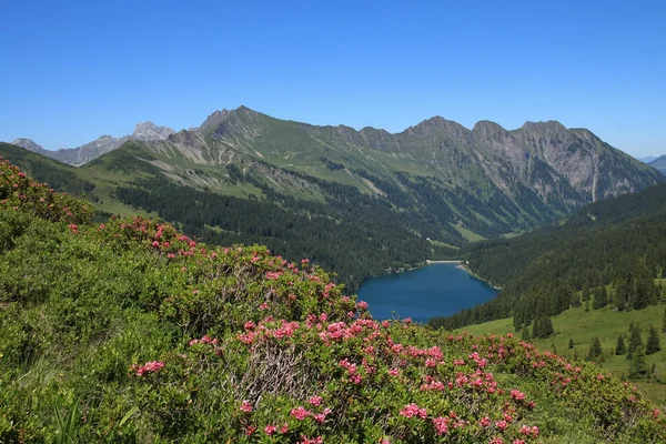 Alpenrosen and lake Arnensee — Stock Photo, Image