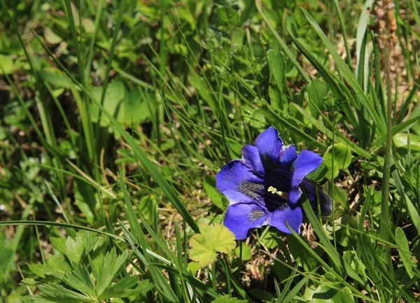 緑の牧草地にブルーのリンドウ — ストック写真