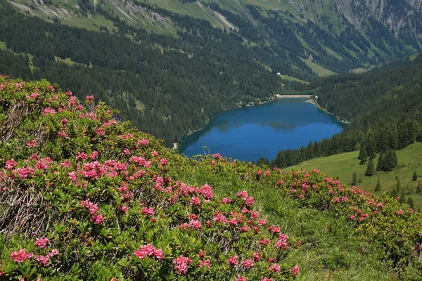 Alpenrosen and lake Arnensee — Stock Photo, Image