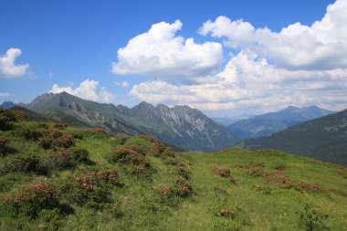 Bernese Oberland'deki / daki yeşil yaz manzara