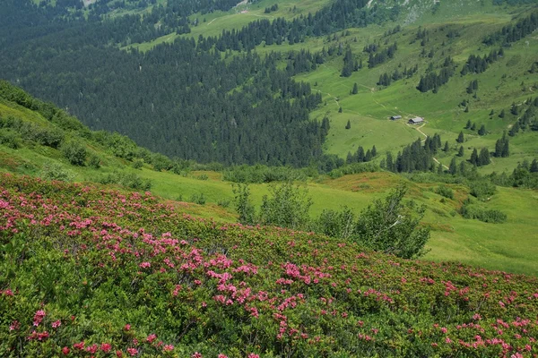 Alpenrosen e prado verde — Fotografia de Stock