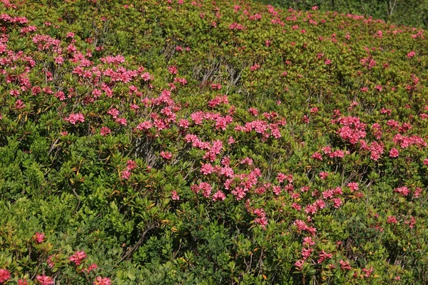 Alpenrosen の花の海 — ストック写真