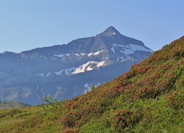 Pic de l'Oldenhorn et prairie avec Alpenrosen — Photo