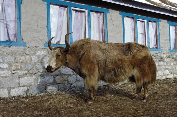 Jak stoi przed lodge w Gokyo — Zdjęcie stockowe