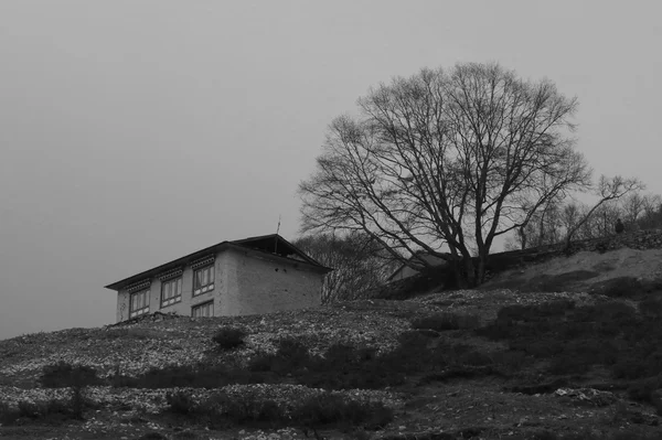 House and tree — Stock Photo, Image