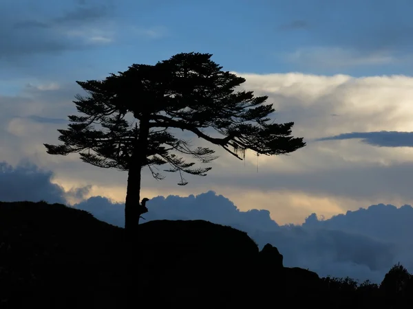 Wind blown tree and dramatic sky — Stock Photo, Image