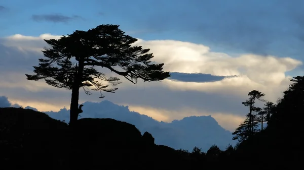 3900 m yüksekliği büyüyen ağaç — Stok fotoğraf