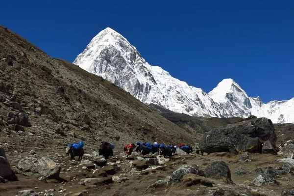 Caravane Yak en provenance du camp de base Everest et couvert de neige Pumo Ri — Photo