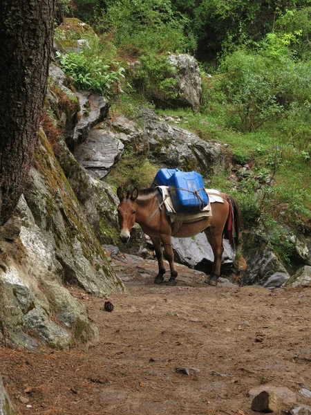 Mula transportando mercancías en Nepal — Foto de Stock