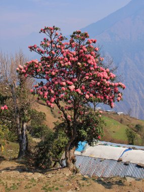 Çiçek açan pembe Rhododendron, Nepal.