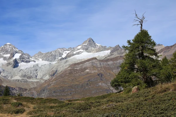 Mt Zinalrothorn and old larch tree — Stock Photo, Image