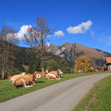 İsviçre Alpleri'nde dinlenme Simmental inekler