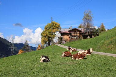 Bir sonbahar gününde rahat inekler