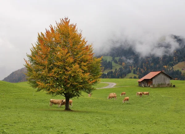 Gstaad, İsviçre Alpleri pastoral sonbahar sahne — Stok fotoğraf