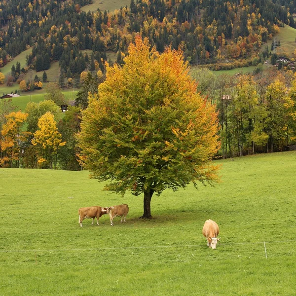 Renkli kayın ağacı ve otlayan inekler — Stok fotoğraf