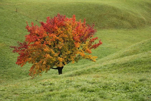 Parlak renkli armut ağacı Güz — Stok fotoğraf