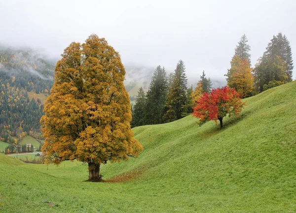 Sisli bir sonbahar gününde renkli akçaağaç ve armut ağaçlarının — Stok fotoğraf