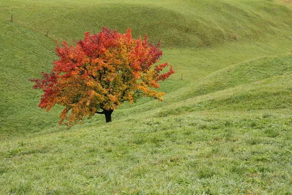 Çok renkli armut ağacı üzerinde bir yeşil çayır — Stok fotoğraf