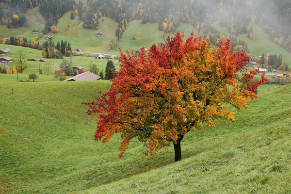 Sonbaharda armut ağacı — Stok fotoğraf