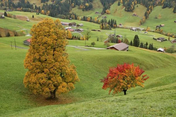 Acero colorato e pero su un prato verde vicino a Gstaad — Foto Stock