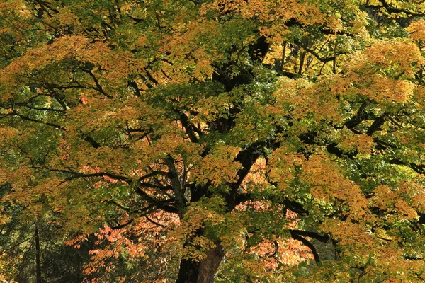 Árvore de uma árvore de bordo em outono — Fotografia de Stock