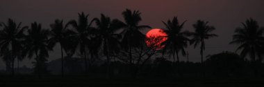 Hindistan, Basapur 'da gün batımında büyük turuncu güneş ve kakao palmiyelerinin ana hatları..