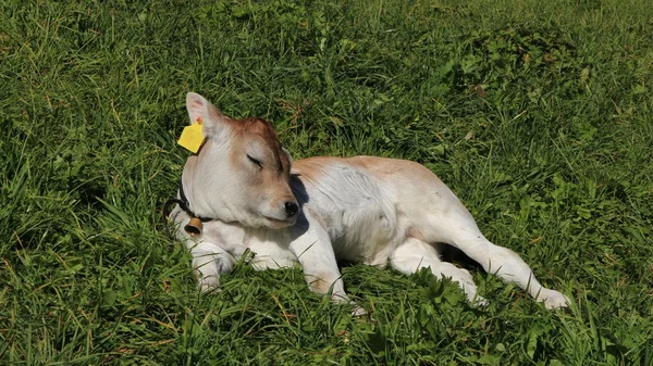 Cute calf sleeping on a green meadow, rare breed Raetisches Grauvieh — Stock Photo, Image