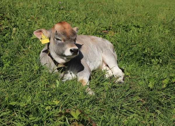 Raetisches Grauvieh 小牛睡在一片绿色的草地上 — 图库照片