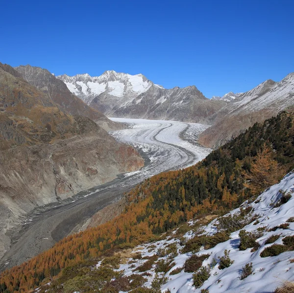 Aletsch Glacier and golden larch trees — Stock Photo, Image