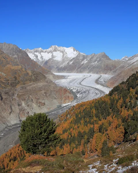 Colorful autumn forest and Aletsch Glacier — Stock Photo, Image