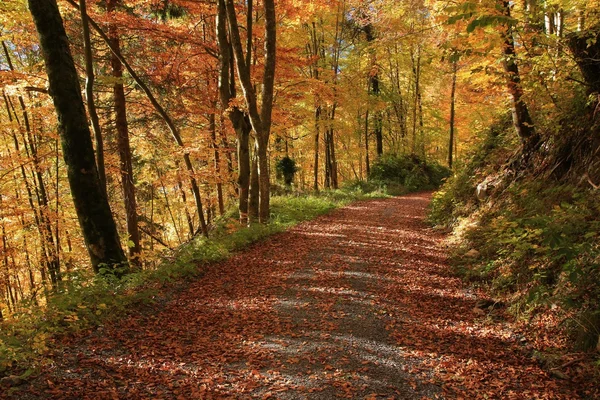 Altın Kayın ormanında sonbahar yürüyüş — Stok fotoğraf