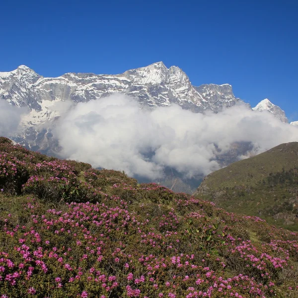 Meadow with pink wildflowers and snow capped mountain in the Himalayas — Stock Photo, Image