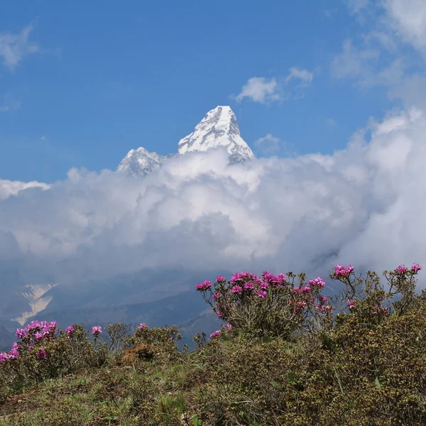 喜马拉雅山的春天场景 — 图库照片