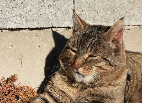 Lindo velho gato Tom deitado ao sol — Fotografia de Stock