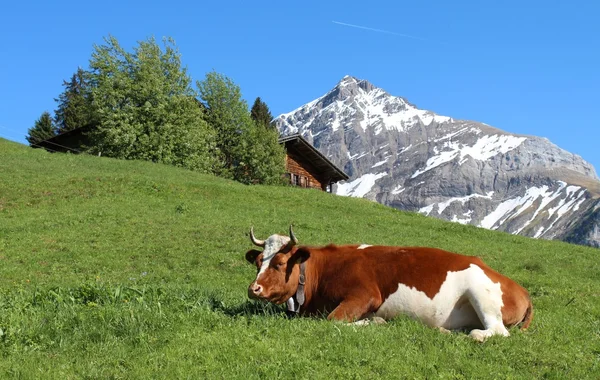 Horned Swiss cow resting on a mountain meadow — Stock Photo, Image