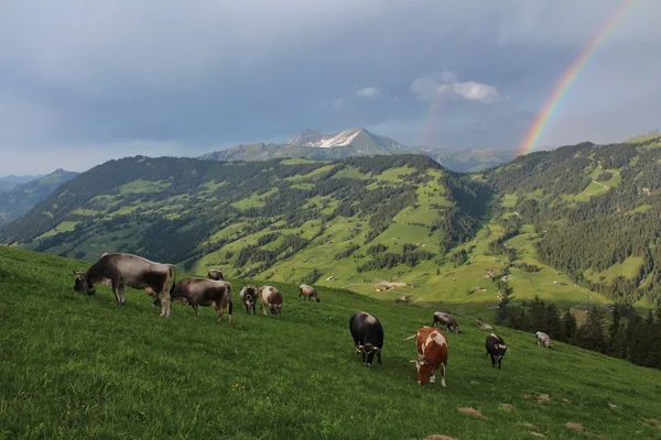 Grazing cows on a alpine meadow in the Swiss Alps — Stock Photo, Image