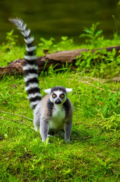 环尾狐猴 Lemur Catta 是一种大型的链球菌灵长类动物 也是最有名的狐猴 因为它有长长的黑白相间的环尾 — 图库照片